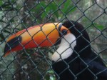 This guy was found in a suitcase in the airport along with several other toucans, trying to sneak past customs to be sold as exotic pets. He's the only one that survived the journey.